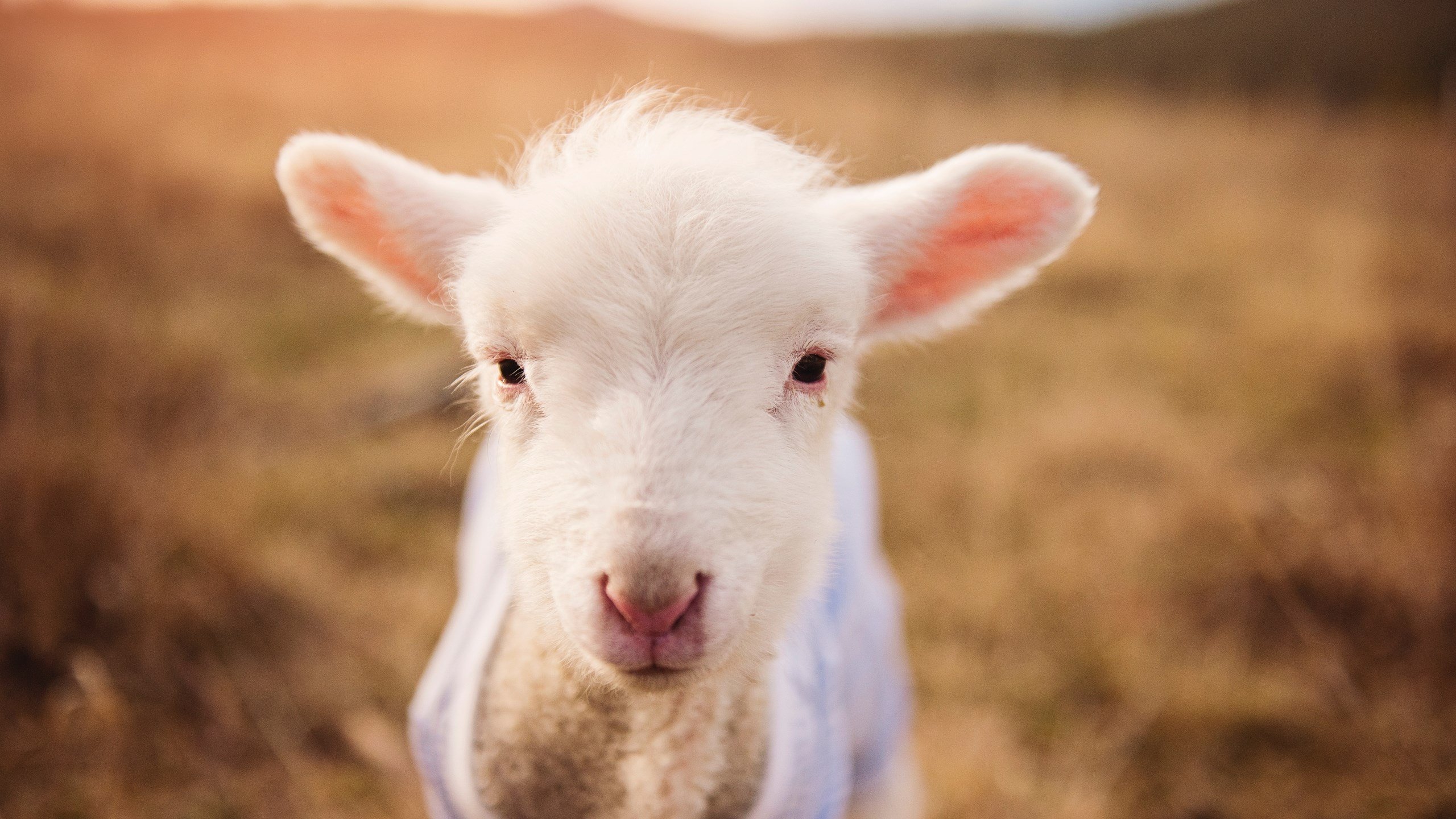 当战术洪流遭遇定海神针,活塞如何用系统禁锢步行者,伦纳德又凭何始终在线?