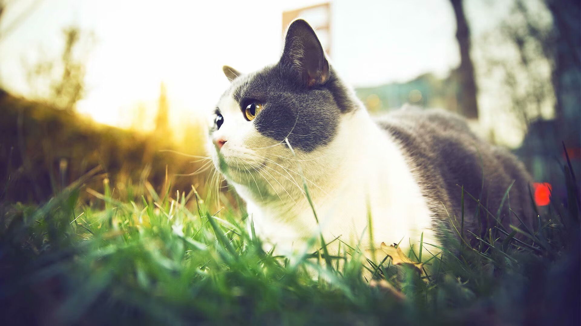 开云体育入口-霍勒迪的夜舞，当孤独赛道吞噬杂音，天才便听见了引擎的心跳